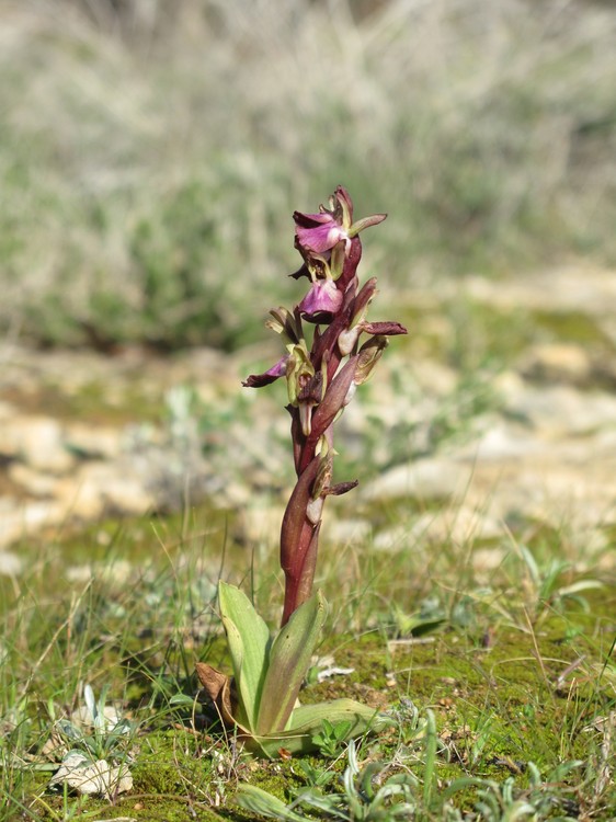 Anacamptis collina